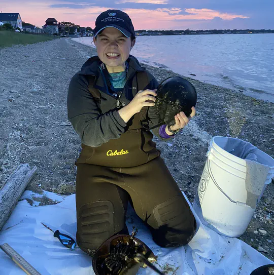 Assessing Atlantic Horseshoe Crab (Limulus polyphemus) Population Structure within Southern New England